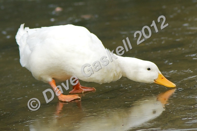 DSC_0214 - Nature & Wildlife
