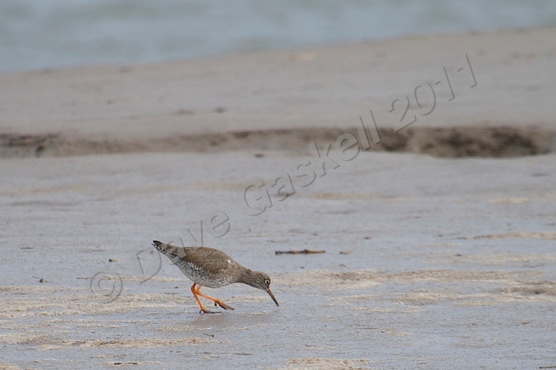 Red Shank at Glasson Dock DSC_6438 - Version 2 - Nature & Wildlife
