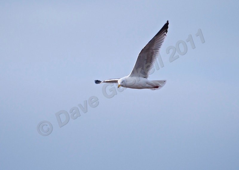 Seagull in flight at Lytham no1 DSC_6589 - Nature & Wildlife