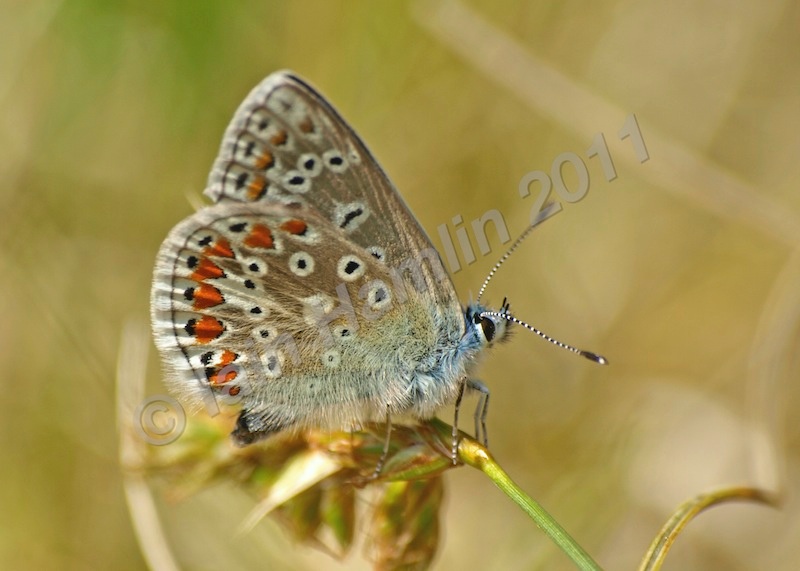 Common Blue Butterfly by Iain Hamlin - Nature & Wildlife