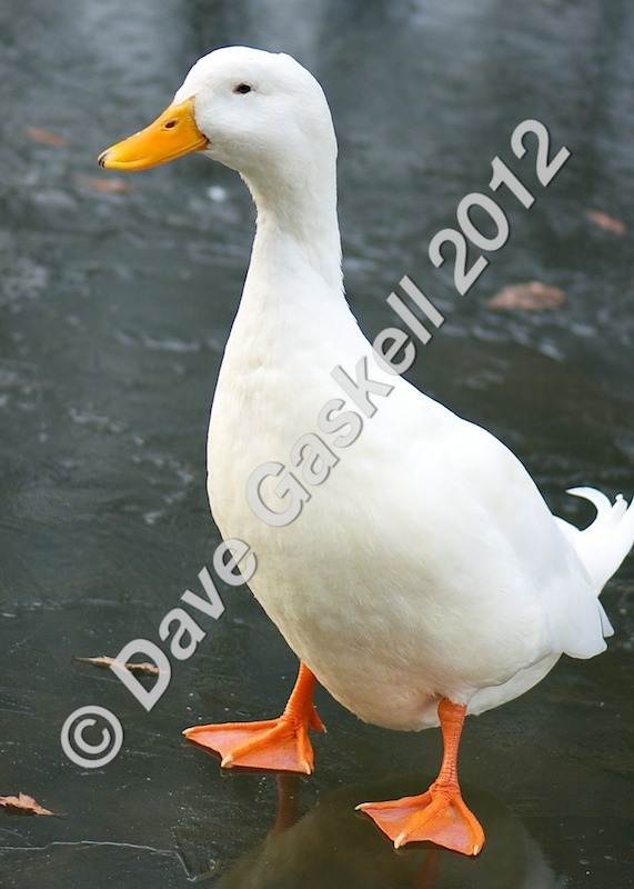 DSC_0243 1 - Nature & Wildlife