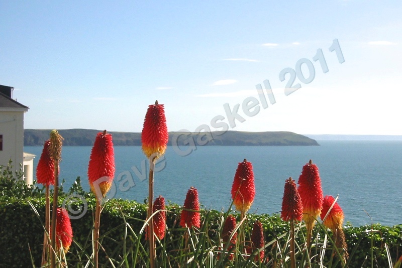 Baggy Point red hot pokers IMG_1899 - Devon inc. Lundy Island