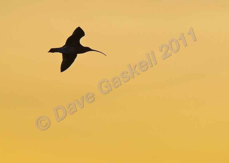 Silhouette of Curlew in Flight DSC_6530 - Version 3 - Nature & Wildlife