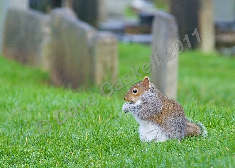 Squirrel in church yard no.2, DSC_9953 - Version 2 - Nature & Wildlife