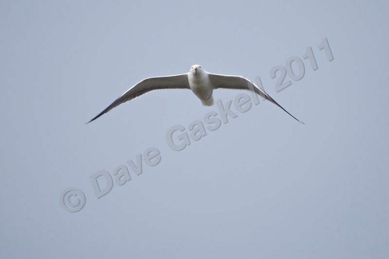 Gull in flight 2 DSC_6441 - Nature & Wildlife