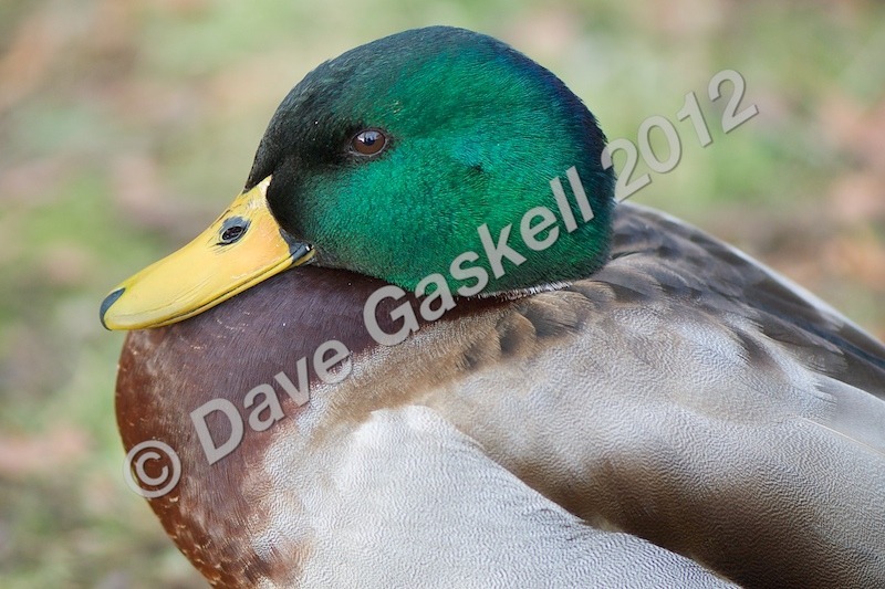 DSC_0261 - Nature & Wildlife