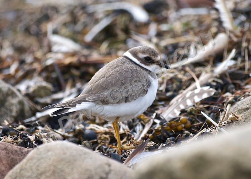 Ringed Plover at Cockerham Sands, DSC_5619 - Nature & Wildlife