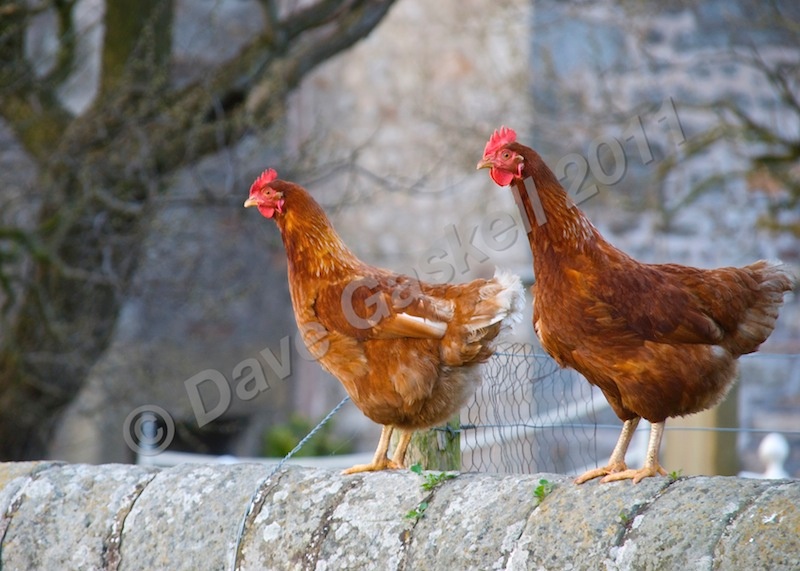 Chickens at Conder Green, DSC_3386 - Nature & Wildlife