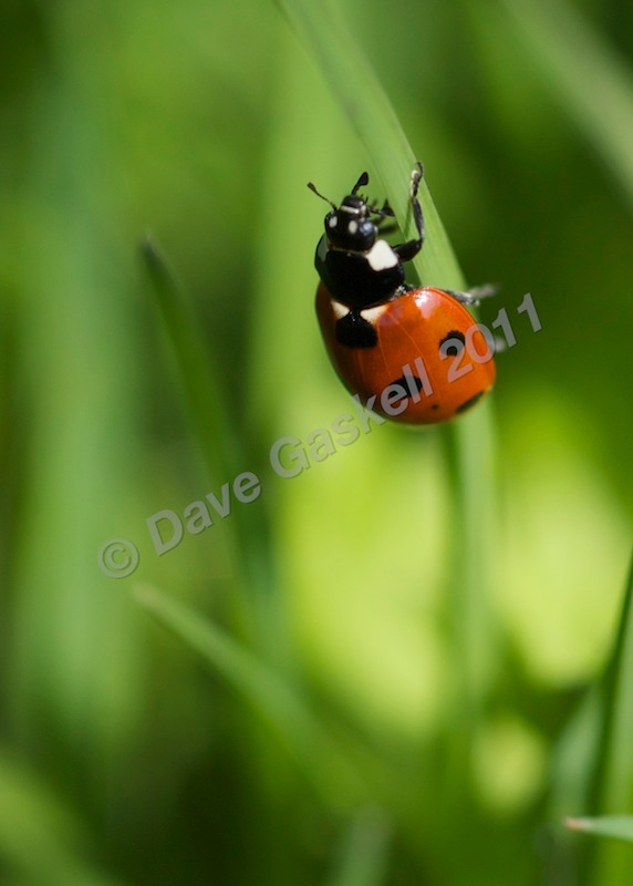 Ladybird on grass stem no.1, DSC_6815 - Nature & Wildlife