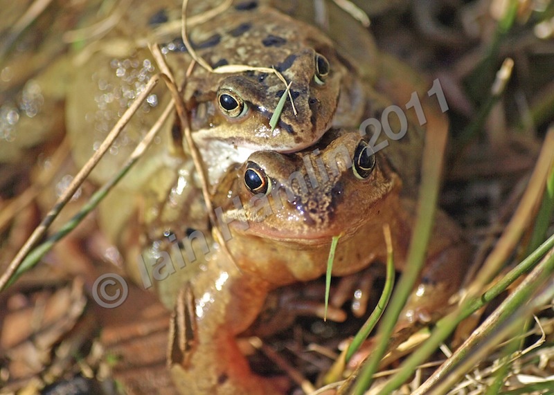 Frogs by Iain Hamlin - Nature & Wildlife