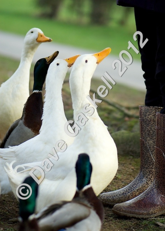 DSC_0211 1 - Nature & Wildlife