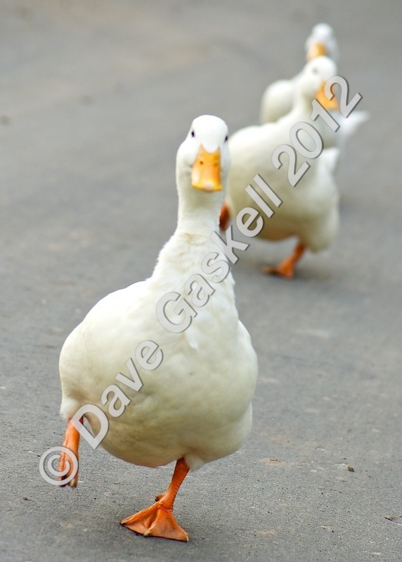 DSC_0263 1 - Nature & Wildlife