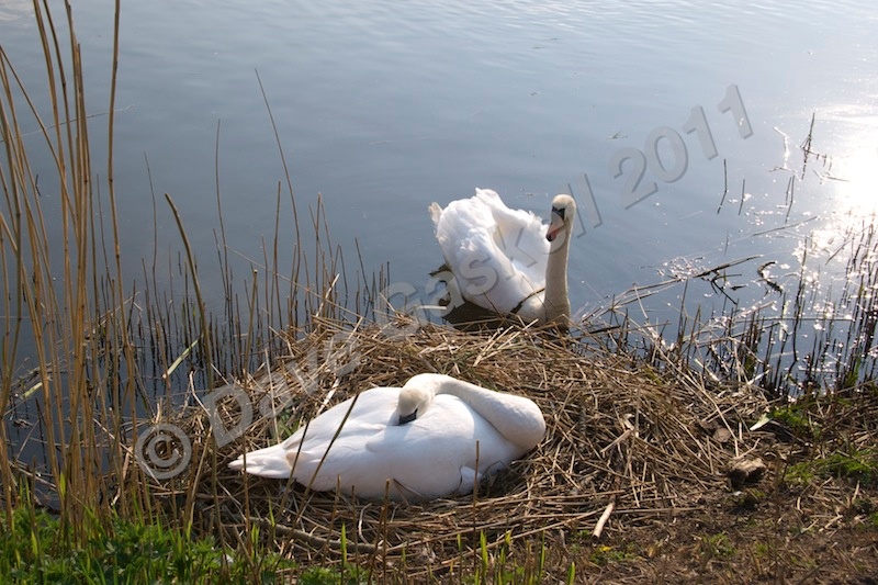 Swans on the Canal, DSC_3136 - Nature & Wildlife