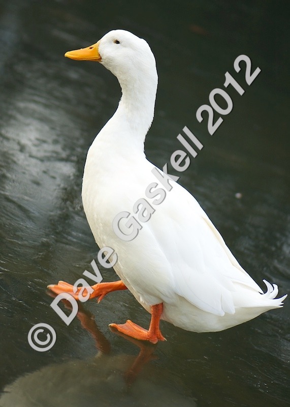 DSC_0239 1 - Nature & Wildlife