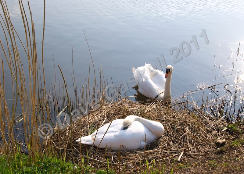 DSC_3136 - Canal