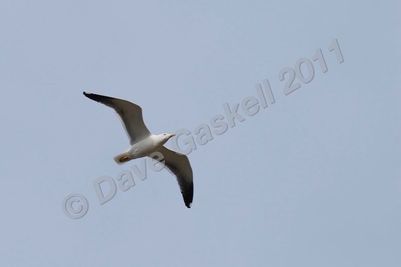 Gull in flight 1 26th March 11 DSC_6432 - Nature & Wildlife