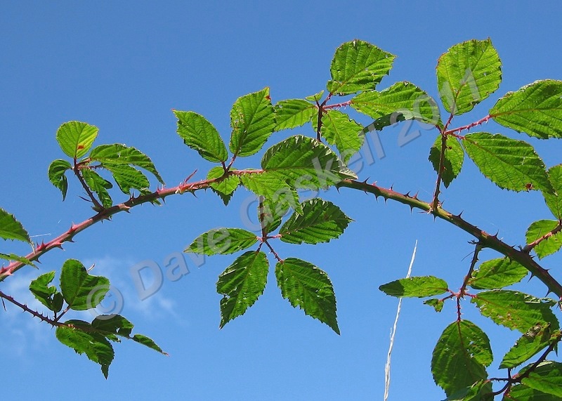 Bramble Branch, IMG_0973 - Nature & Wildlife