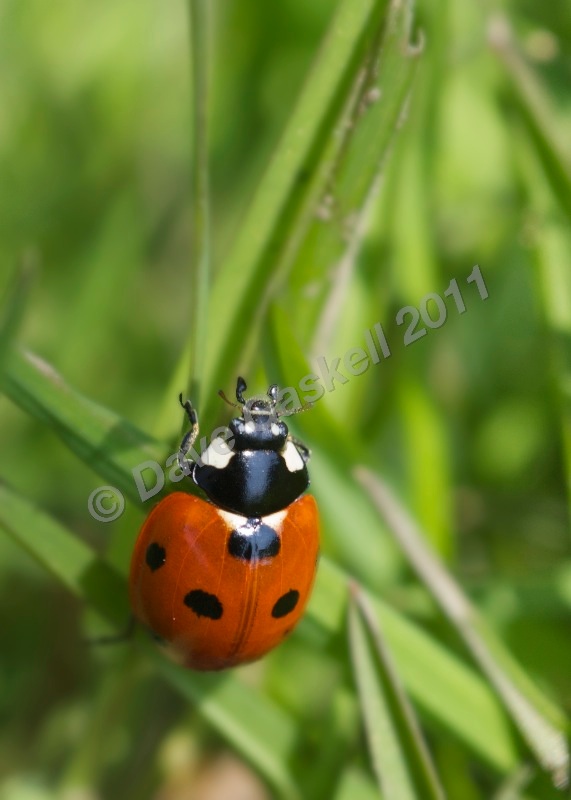 Lady bird on grass stem no.2. DSC_6786 - Version 2 - Nature & Wildlife