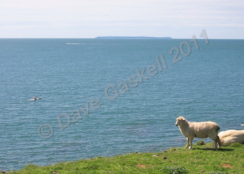 Lundy Sheep  Canoe IMG_1833 1 - Devon inc. Lundy Island