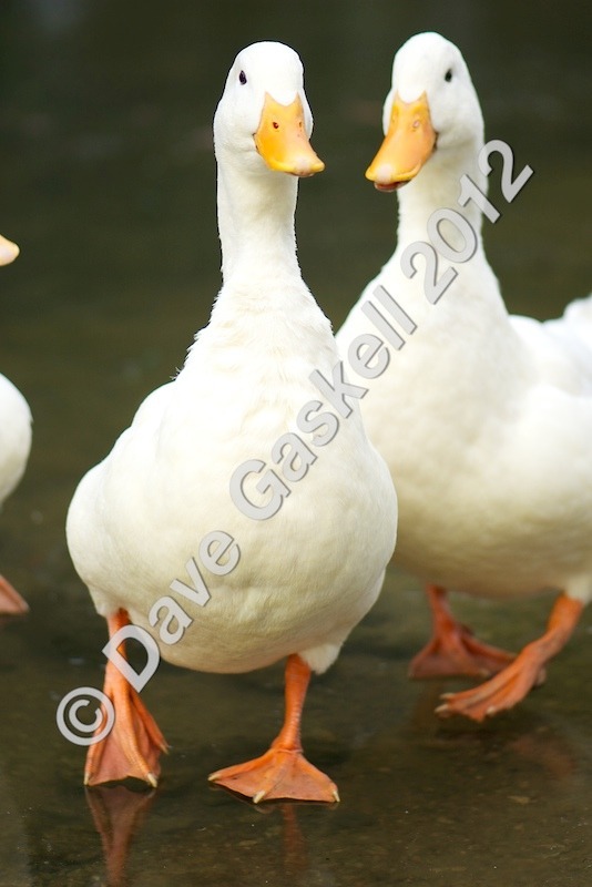 DSC_0215 1 - Nature & Wildlife