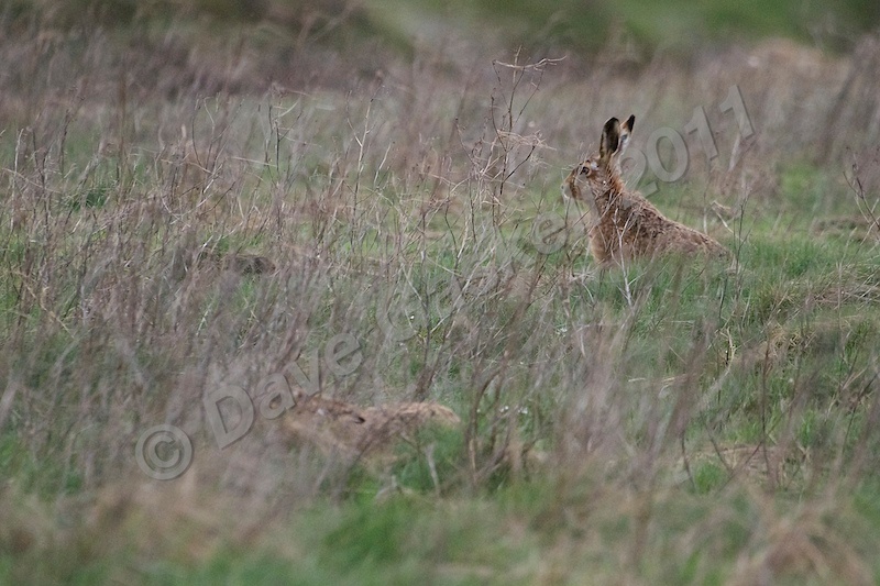 Hiding Hares, 3, can you spot them? DSC_6527 - Nature & Wildlife