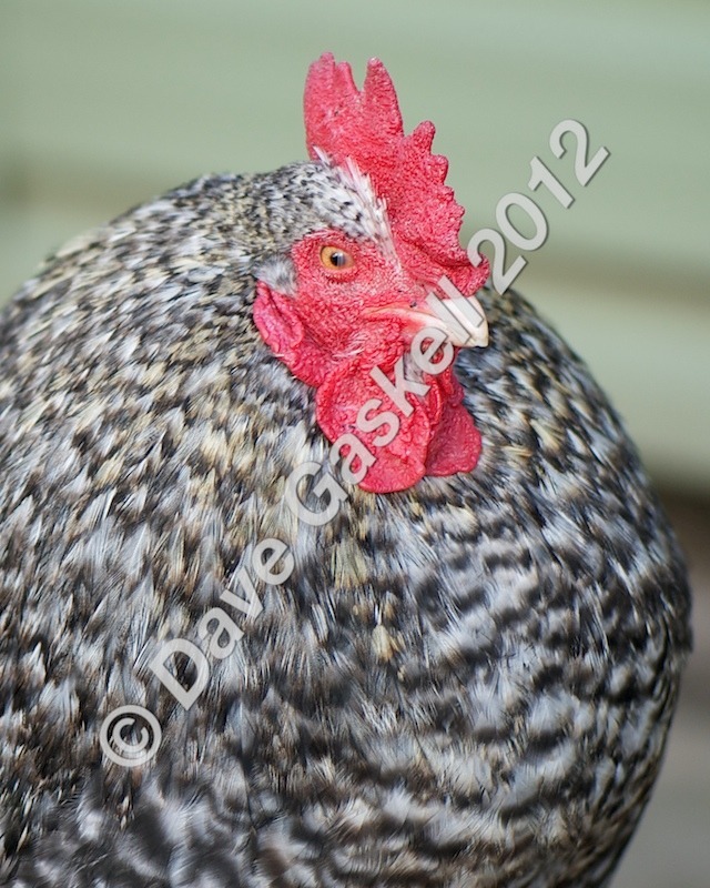 DSC_0203 1 - Nature & Wildlife