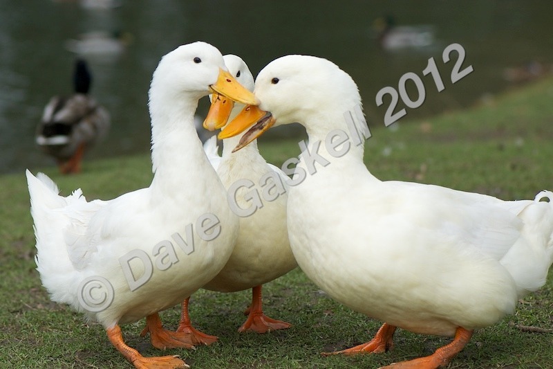 DSC_0200 - Nature & Wildlife