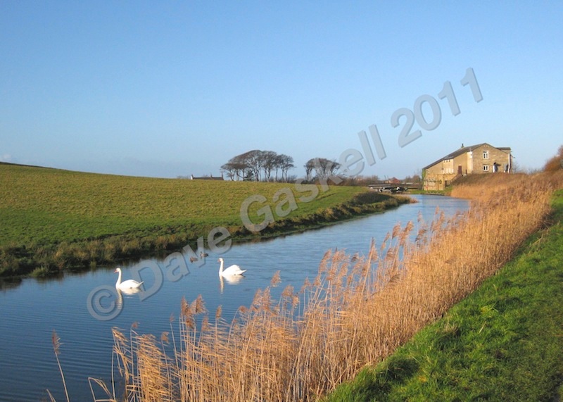 Swans on canal at Thurnham, IMG_0244 - Version 2 - Nature & Wildlife