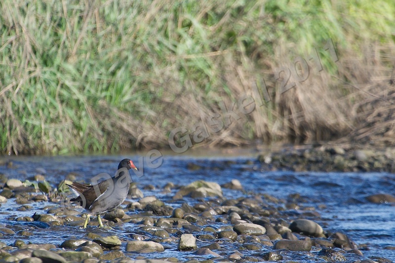 Moorhen River Walking DSC_6563 - Nature & Wildlife