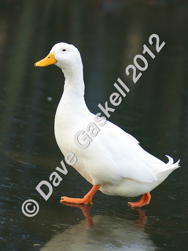 DSC_0233 1 - Nature & Wildlife