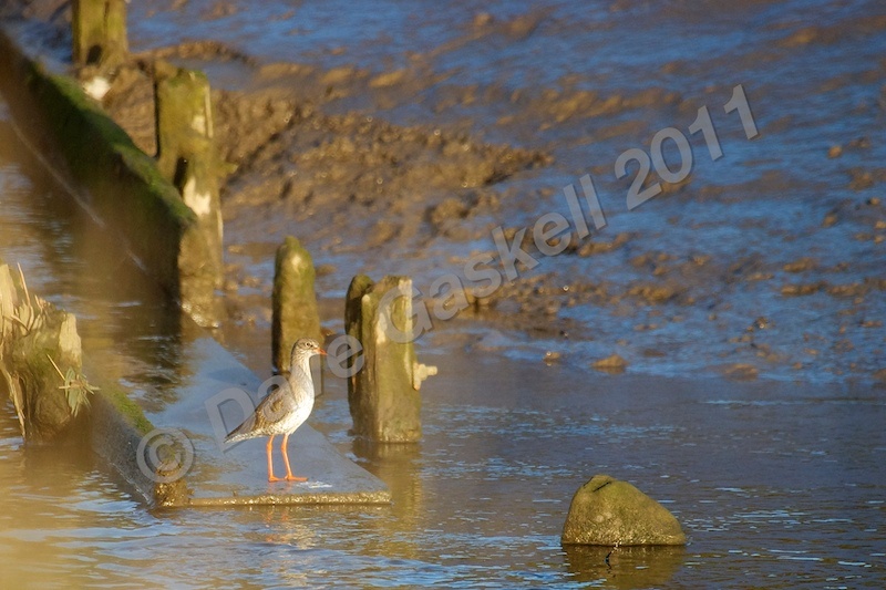 Red Shank DSC_6602 - Nature & Wildlife
