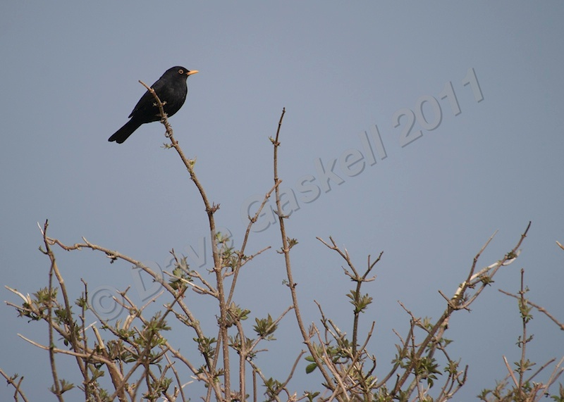 Blackbird on a Bush DSC_6516 - Nature & Wildlife