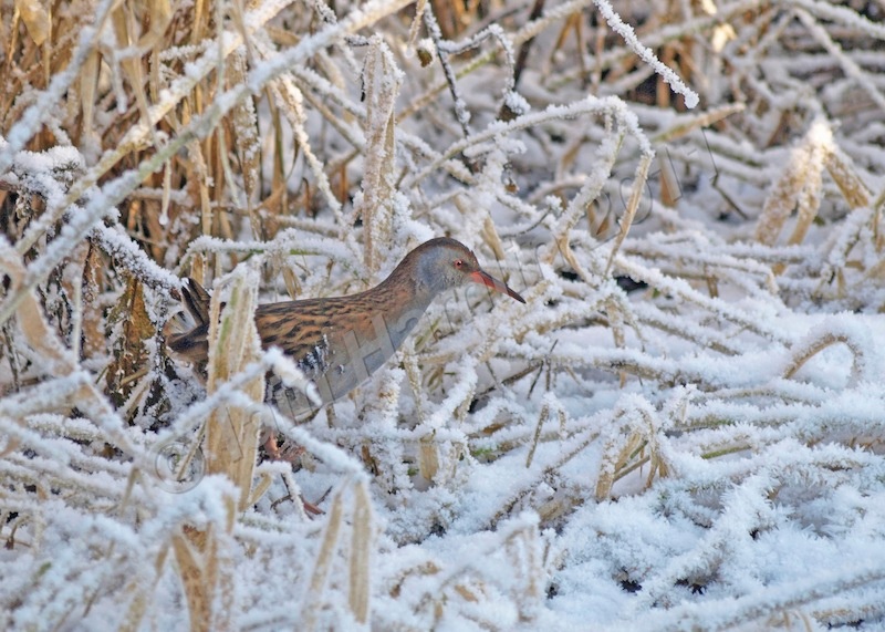 Water Rail in Frosted Grass by Iain Hamlin - Nature & Wildlife