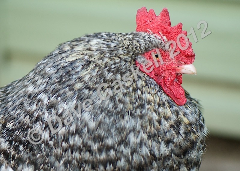 DSC_0205 - Nature & Wildlife