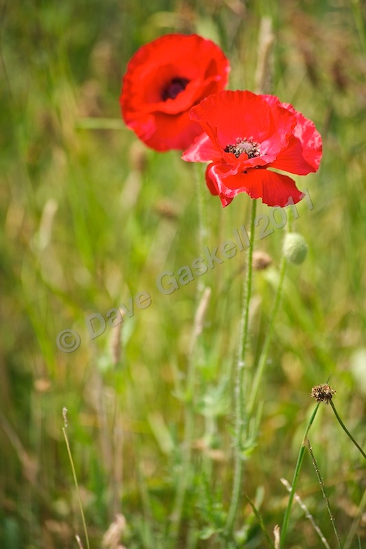 Poppy no.2, D7C_5644 - Version 3 - Nature & Wildlife