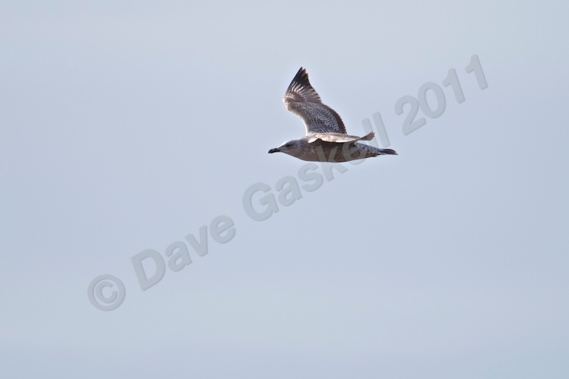 Seagull in flight at Lytham no2 DSC_6578 - Nature & Wildlife