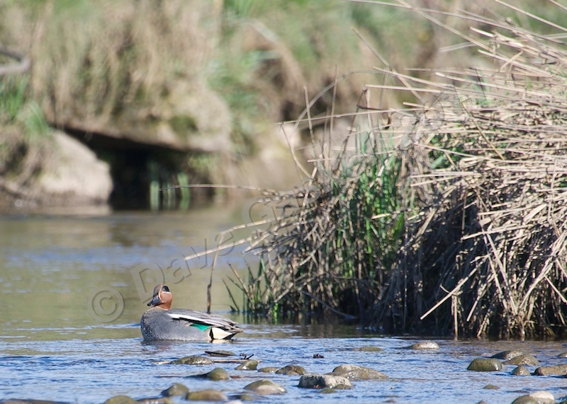 Male Teal Duck on River Conder DSC_6553 - Version 2 - Nature & Wildlife