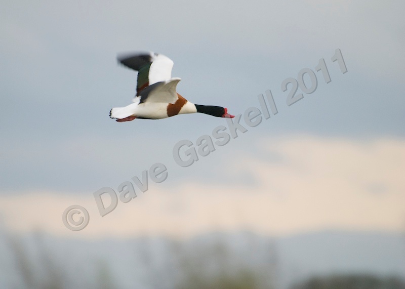 Shell Duck in Flight DSC_6522 - Nature & Wildlife