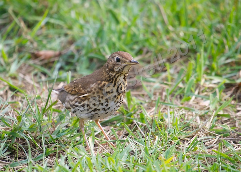 Song Thrush DSC_6482 - Nature & Wildlife