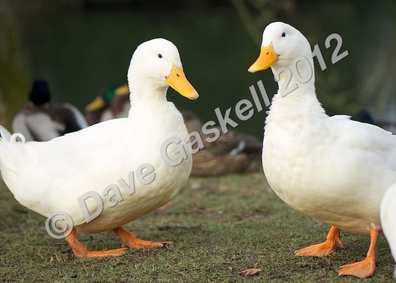 DSC_0257 - Nature & Wildlife