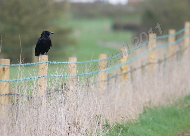 Crow on Fence Churchtown DSC_6504 - Nature & Wildlife