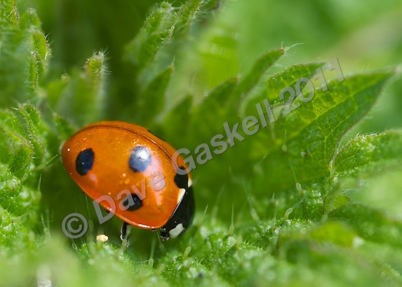 DSC_6770 - Nature & Wildlife