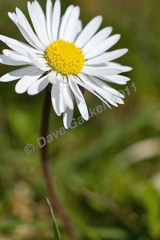 Summer Daisy, DSC_6751 - Version 4 - Nature & Wildlife