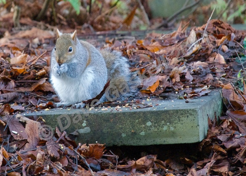 Squirrel in church yard no.1, DSC_9934 - Nature & Wildlife