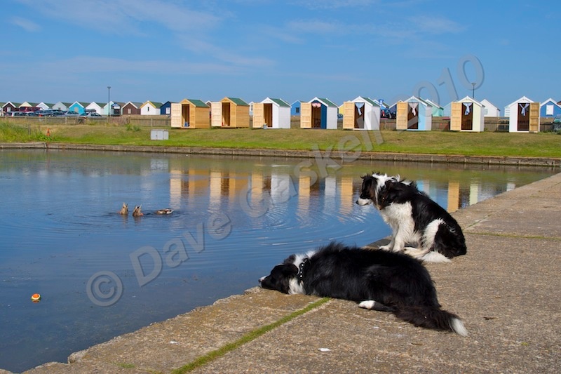 DSC_5211 - Southwold 1 - north end