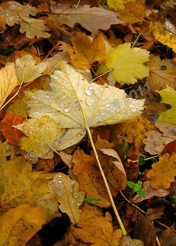 Autumn Leaves and Dew, IMG_3841 - Nature & Wildlife