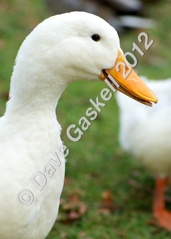 DSC_0193 1 - Nature & Wildlife