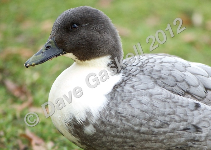 DSC_0195 - Nature & Wildlife