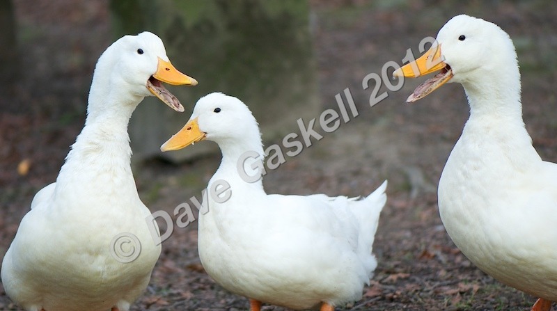DSC_0217 - Nature & Wildlife