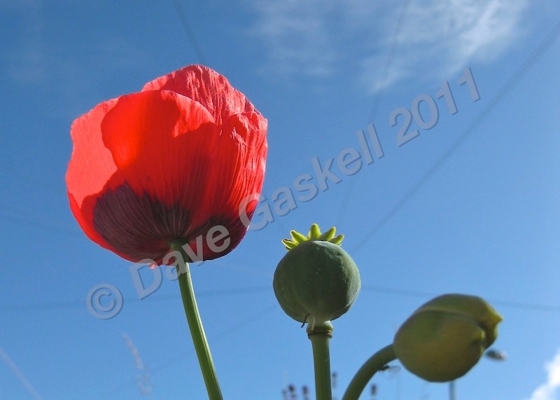 Poppy and Blue Sky, IMG_0618 - Version 2 - Nature & Wildlife